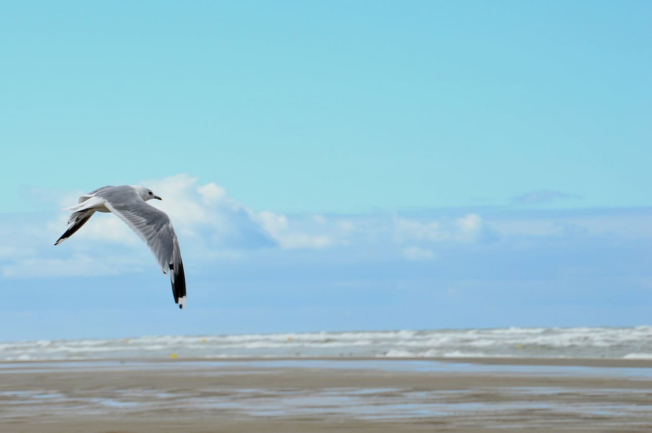 vue sur la mer grâce à l'accès durect de votre camping dans le nord à Gravelines